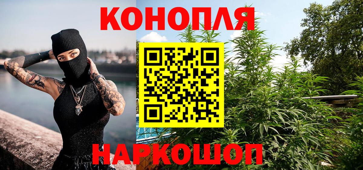 Конопля сатива Югорск